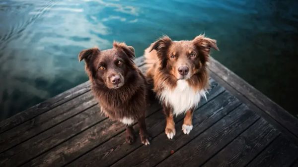 blue green algae toxicity dogs