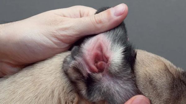 canine ear infections