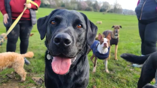 canine influenza h3n2