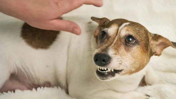 dog aggressive behavior