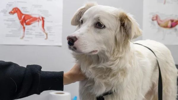 dog bone marrow transplant