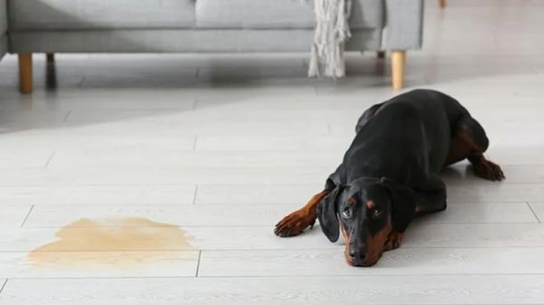 dog urinary incontinence