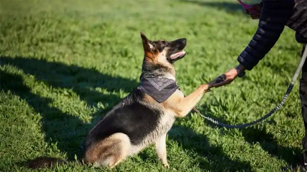 dogs flunk service dog training