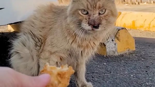 from alley cat to beloved companion