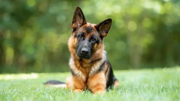 german shepherds track down poachers