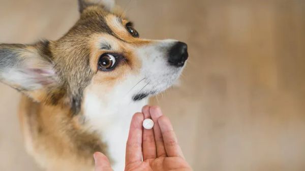 how to relieve arthritis pain in dogs