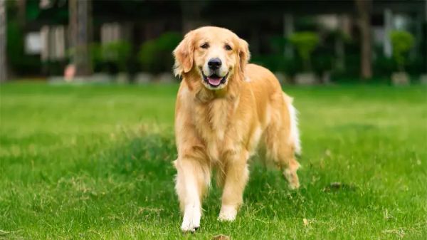 ketogenic metabolic therapy