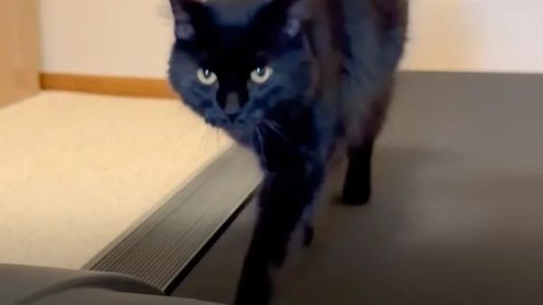 knuckles treadmill obsession