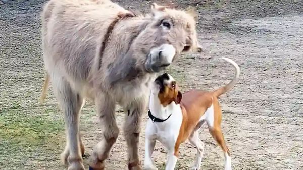 oakley and wendell unlikely bond