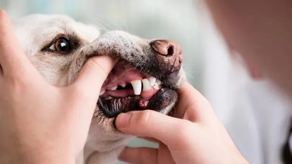 overlooked dental problems