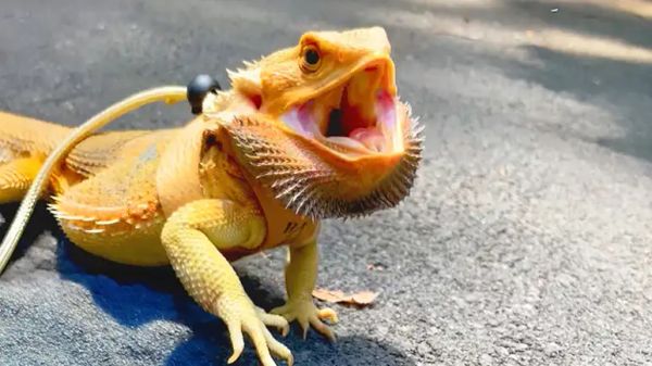 percy the hiking lizard