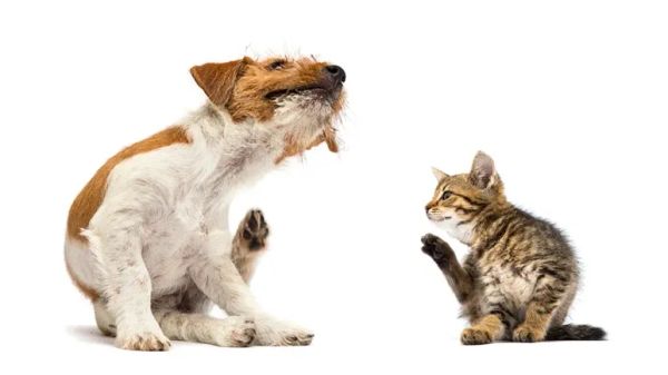 pet histamine intolerance