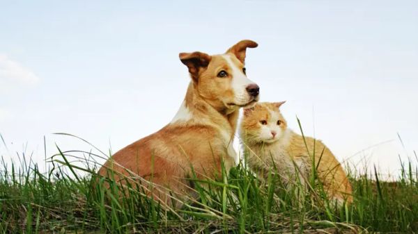 pets glyphosate exposure