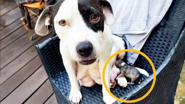 poppys surprise puppy and spa day