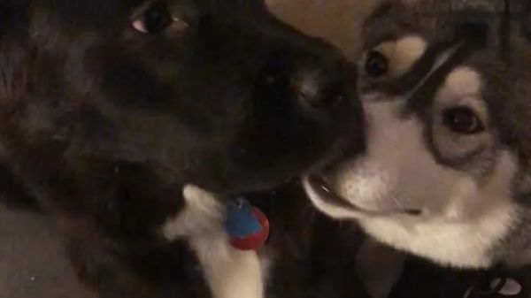 shadow and lupas perfect match