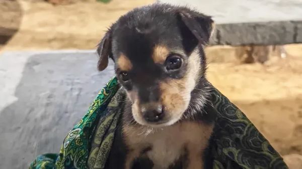 squish finds a forever home