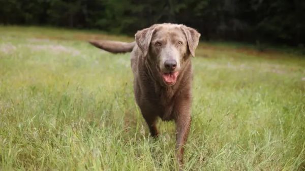 stem cell therapy for dogs