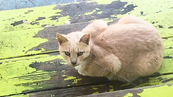 the backyard cat gang