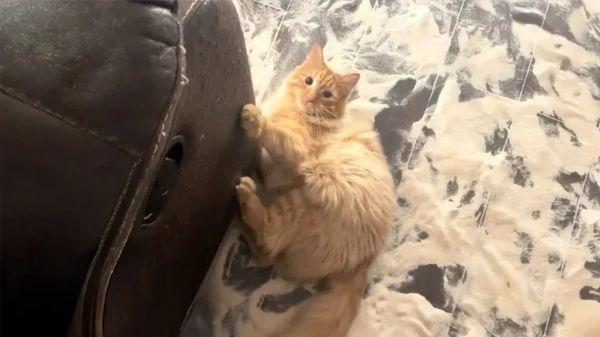 the chaos and charm of august the orange cat