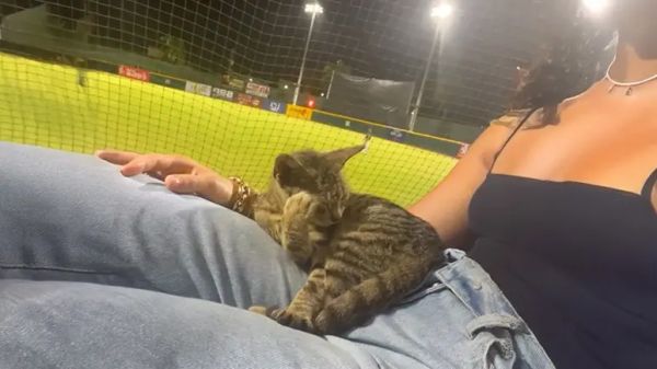 the kitten who chose me at a baseball game