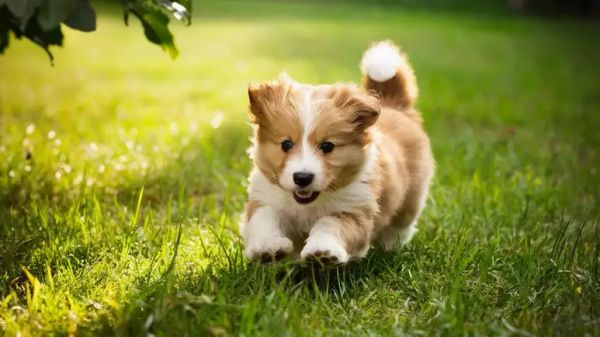 10 things to teach puppies