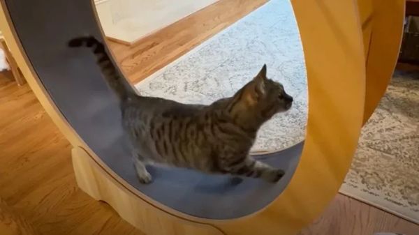 19 lb cats fitness glow up