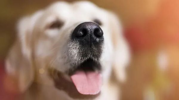 9 facts about dog nose