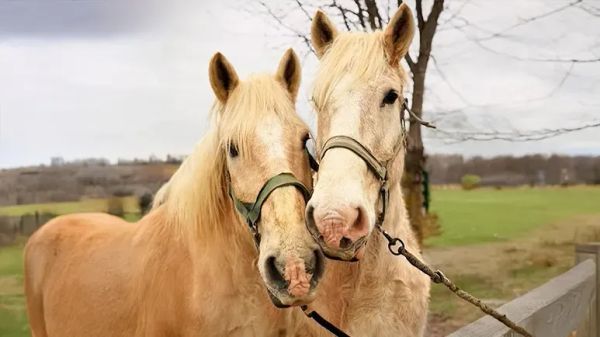 bonded horses beat the odds together