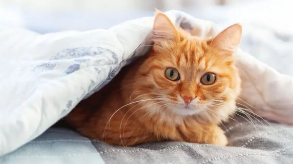 can cat sleep in my bed