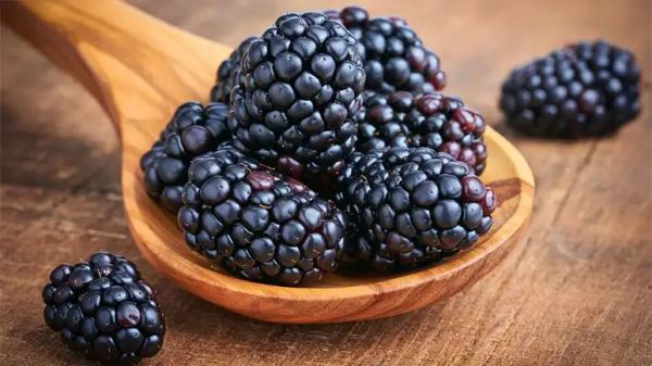 can you feed blackberries to your pets