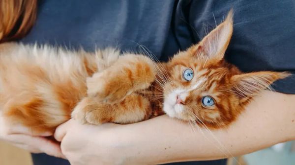 cat adoption mistakes