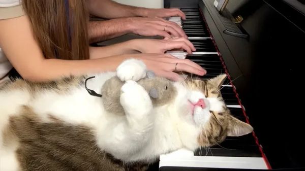 cat melts into music mode