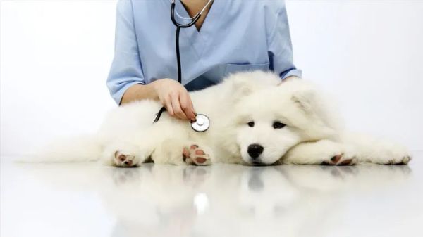 dog congestive heart failure