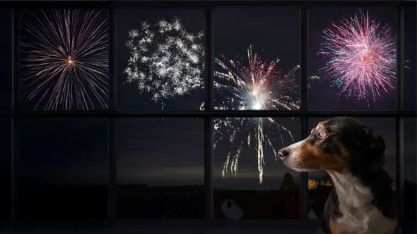 dog fourth of july survival guide