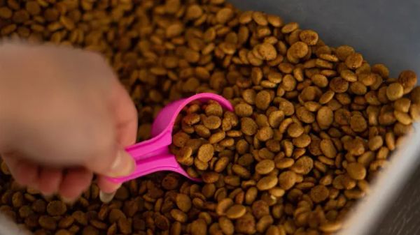 dry pet food palatants