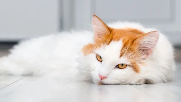 feline audiogenic reflex seizures