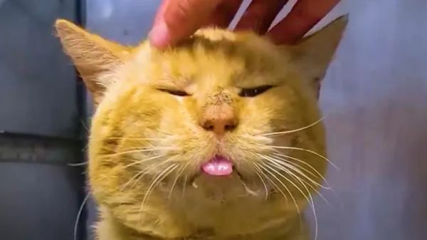 from euthanasia list to loving home