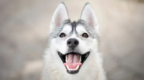 how dogs brain hears human speech