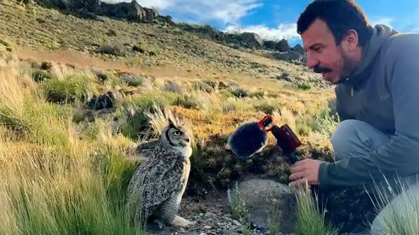 interview with an owl