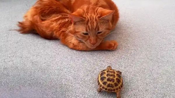 junos first bath and best friend