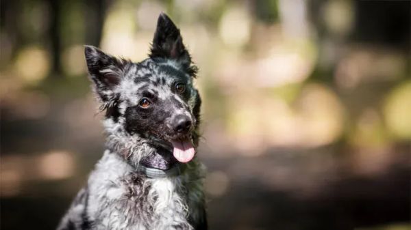 mudi herding dog breed