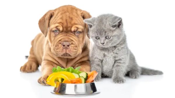 pet fiber endurance gut health