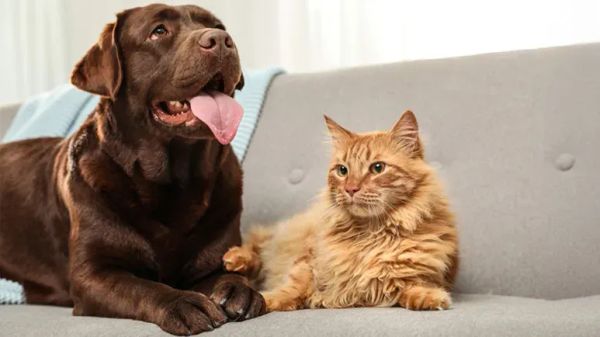 pet owners cleaning tips