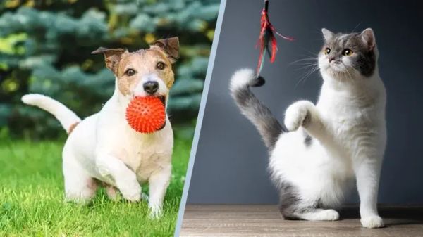 pet plastic exposure