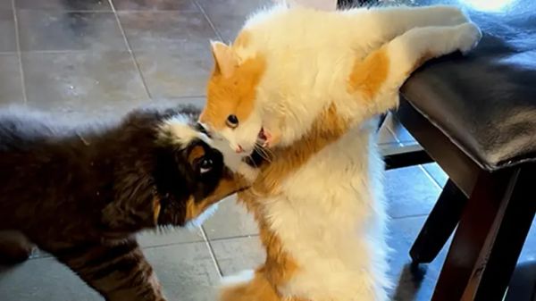 puppy learns to speak cat