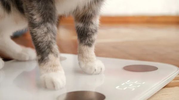 risk factors pet obesity