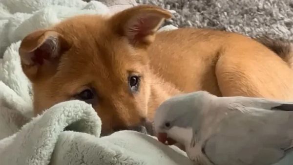 rocket and jewels unlikely bond