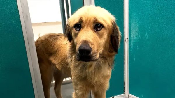 shy puppy finds his joy