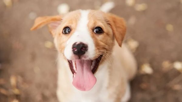 some dogs prefer praise over treats