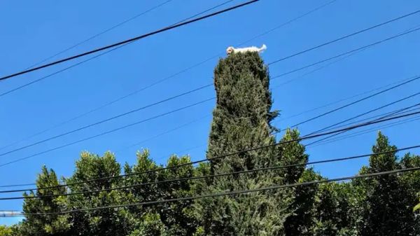 the strangest puppy rescue ever